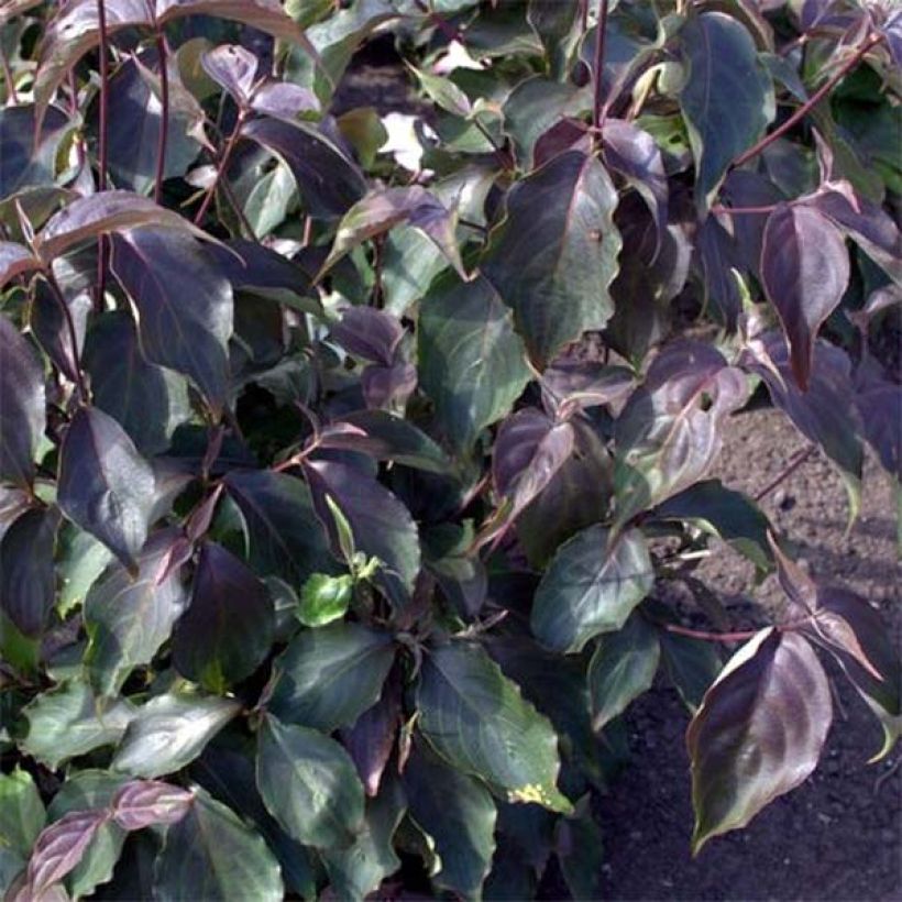 Japanischer Blumen-Hartriegel Cappuccino - Cornus kousa (Laub)