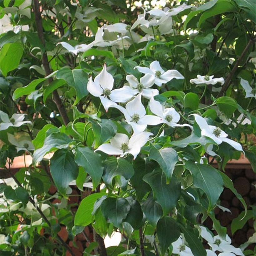 Japanischer Blumen-Hartriegel Cappuccino - Cornus kousa (Blüte)