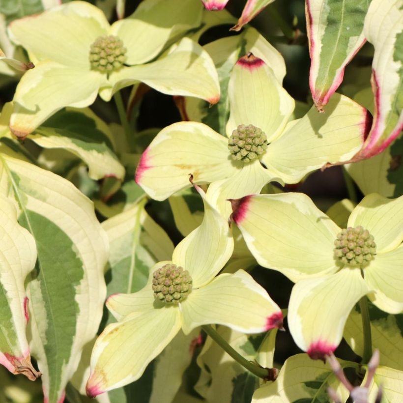 Japanischer Blumen-Hartriegel China Dawn - Cornus kousa (Blüte)