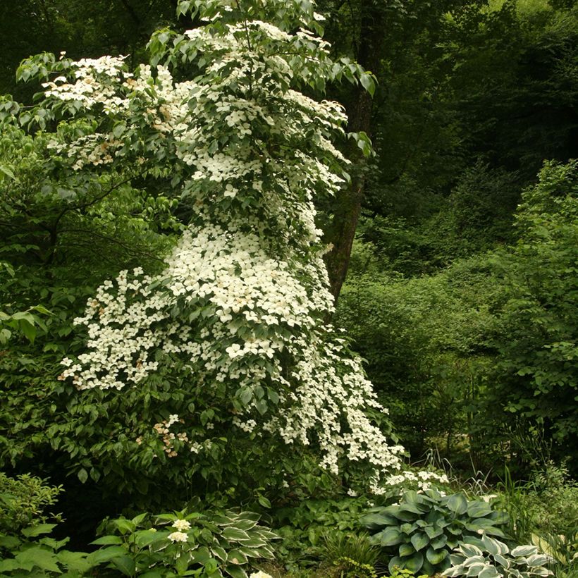 Japanischer Blumen-Hartriegel Chinensis - Cornus kousa (Hafen)