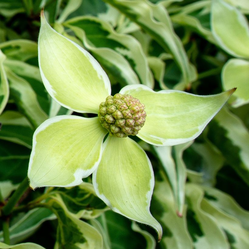 Japanischer Blumen-Hartriegel Laura - Cornus kousa (Blüte)