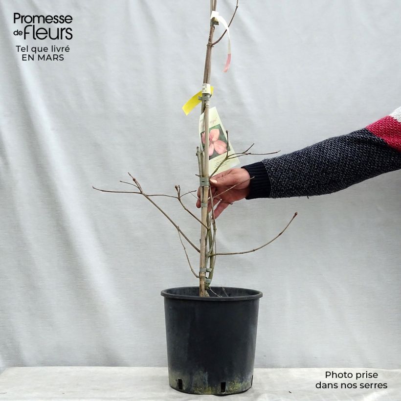 Exemplar von Japanischer Blumen-Hartriegel Rosy Teacups - Cornus kousa wie im Winter geliefert