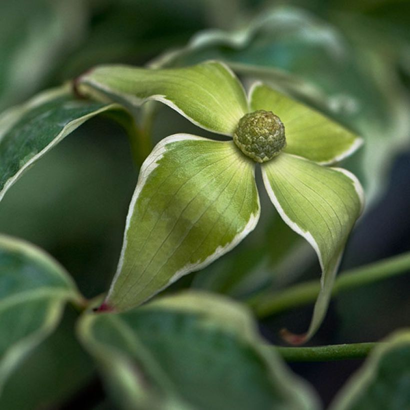 Japanischer Blumen-Hartriegel Samaritan - Cornus kousa (Blüte)