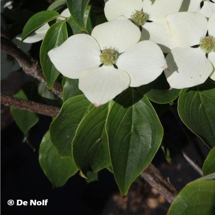 Japanischer Blumen-Hartriegel Schmetterling - Cornus kousa (Laub)