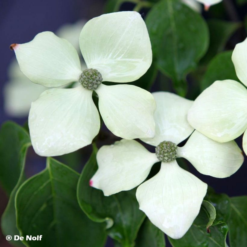 Japanischer Blumen-Hartriegel Schmetterling - Cornus kousa (Blüte)