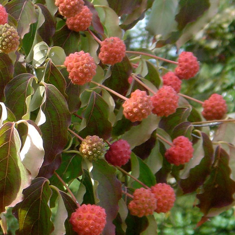 Japanischer Blumen-Hartriegel Teutonia - Cornus kousa (Ernte)