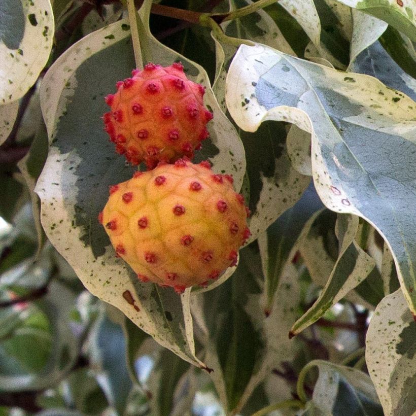 Japanischer Blumen-Hartriegel Wolf Eyes - Cornus kousa (Ernte)