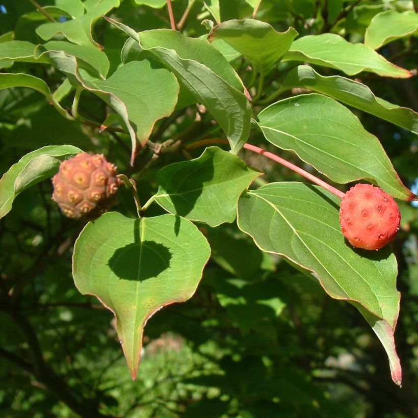 Japanischer Blumen-Hartriegel Chinensis - Cornus kousa (Laub)