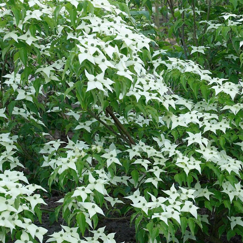 Japanischer Blumen-Hartriegel Chinensis - Cornus kousa (Blüte)