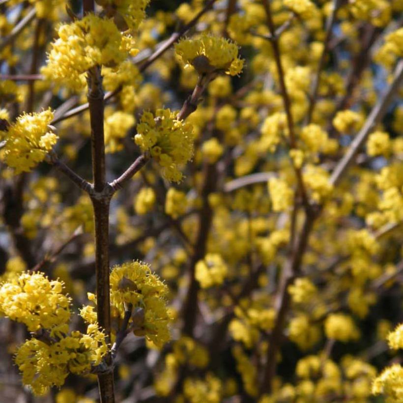 Kornelkirsche Aurea - Cornus mas (Blüte)