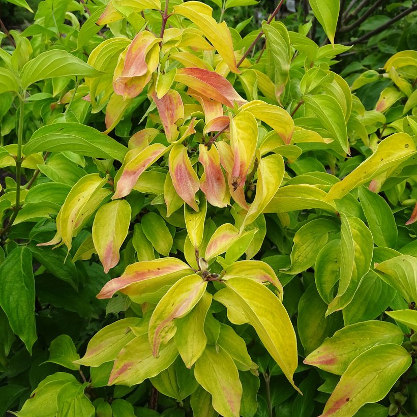 Kornelkirsche Aurea - Cornus mas (Laub)