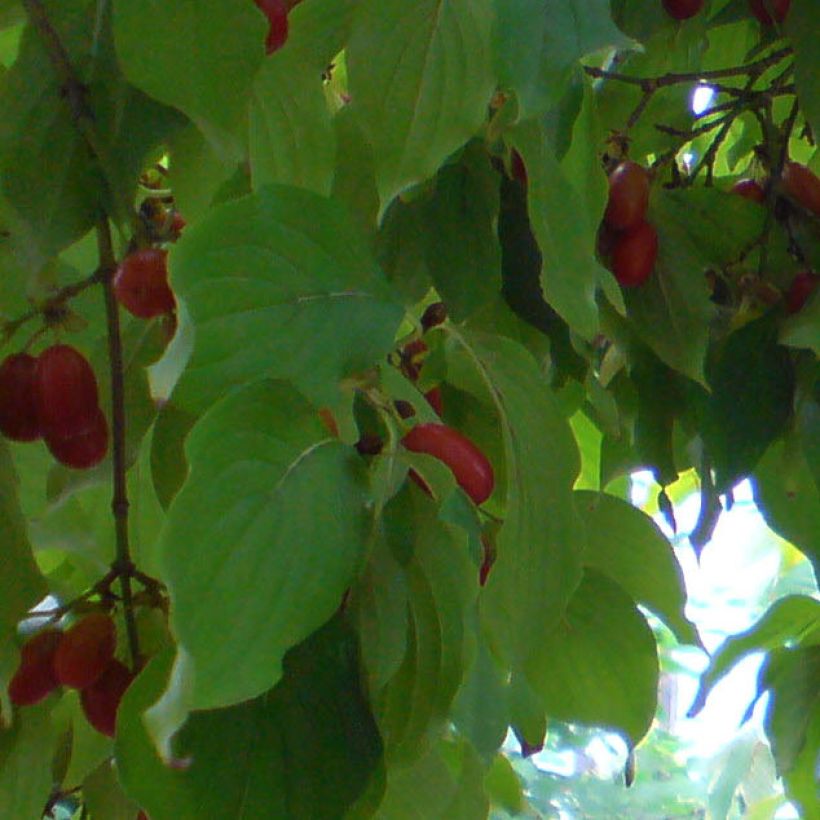 Asiatische Kornelkirsche - Cornus officinalis (Laub)