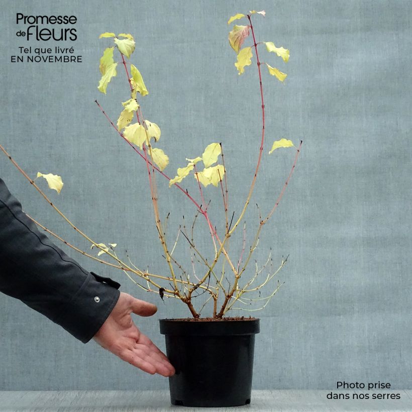 Exemplar von Roter Hartriegel Winter Beauty - Cornus sanguinea wie im Herbst geliefert