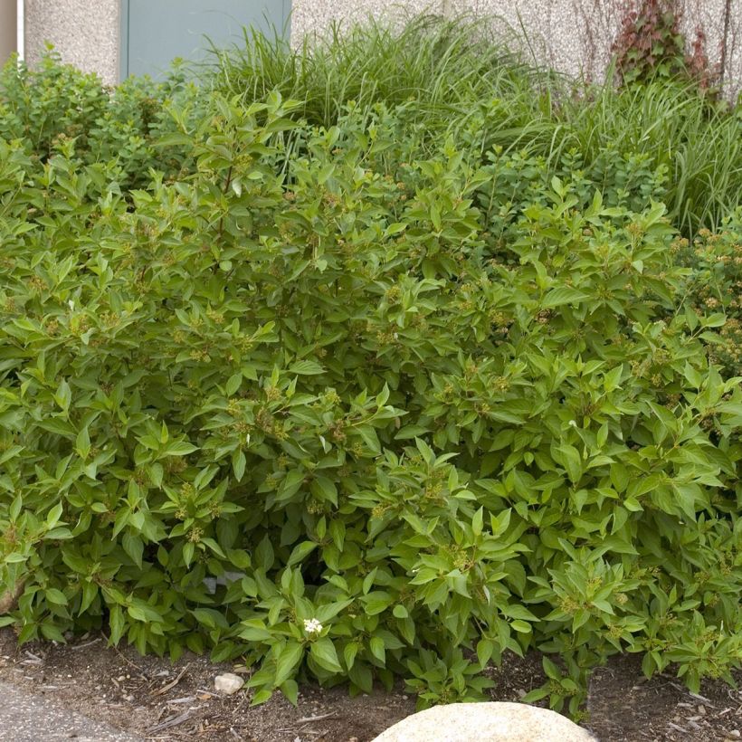 Seidige Hartriegel Firedance - Cornus sericea  (Hafen)