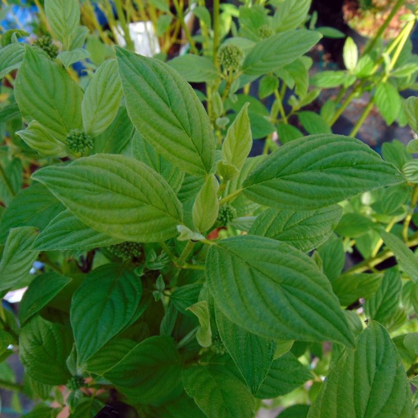 Seidige Hartriegel Flaviramea - Cornus sericea (Laub)