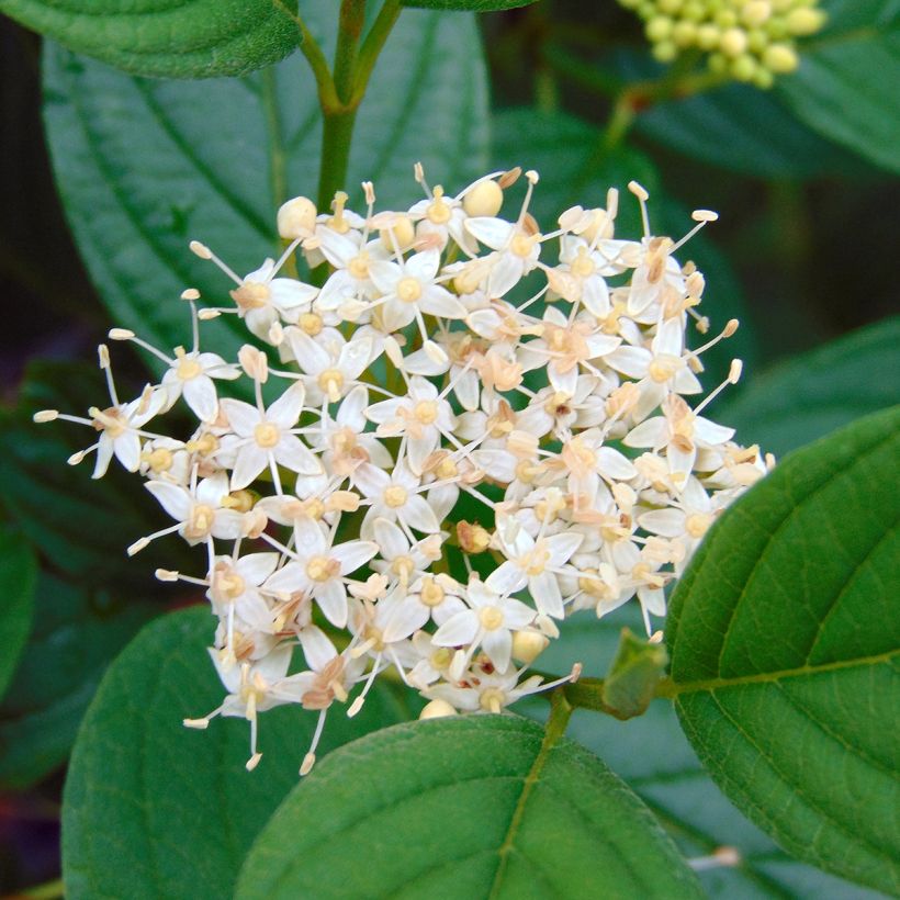 Seidige Hartriegel Flaviramea - Cornus sericea (Blüte)