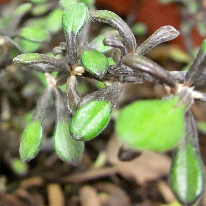 Corokia cotoneaster Little prince - Zickzackstrauch (Laub)