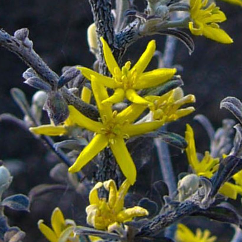 Corokia cotoneaster Little prince - Zickzackstrauch (Blüte)