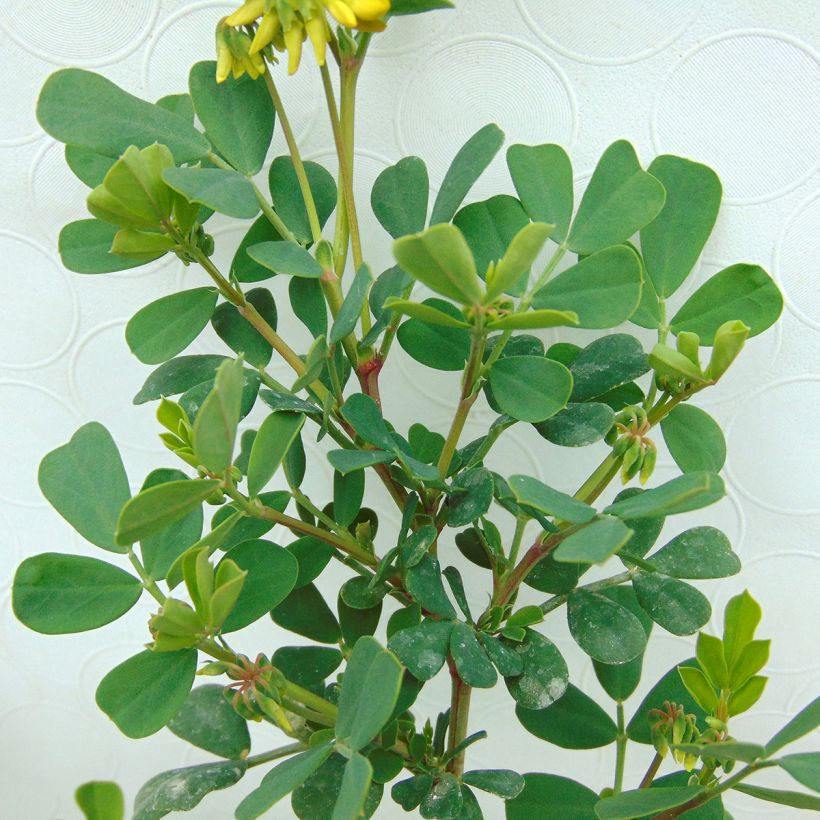 Coronilla valentina subsp. glauca - Blaugrüne Kronwicke (Laub)