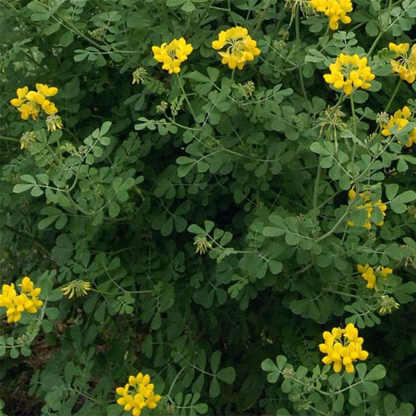 Coronilla valentina subsp. glauca Sélection - Blaugrüne Kronwicke (Laub)