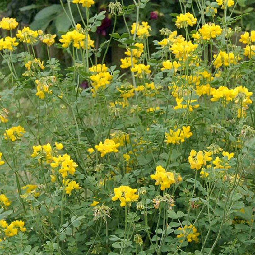 Coronilla valentina subsp. glauca Sélection - Blaugrüne Kronwicke (Blüte)