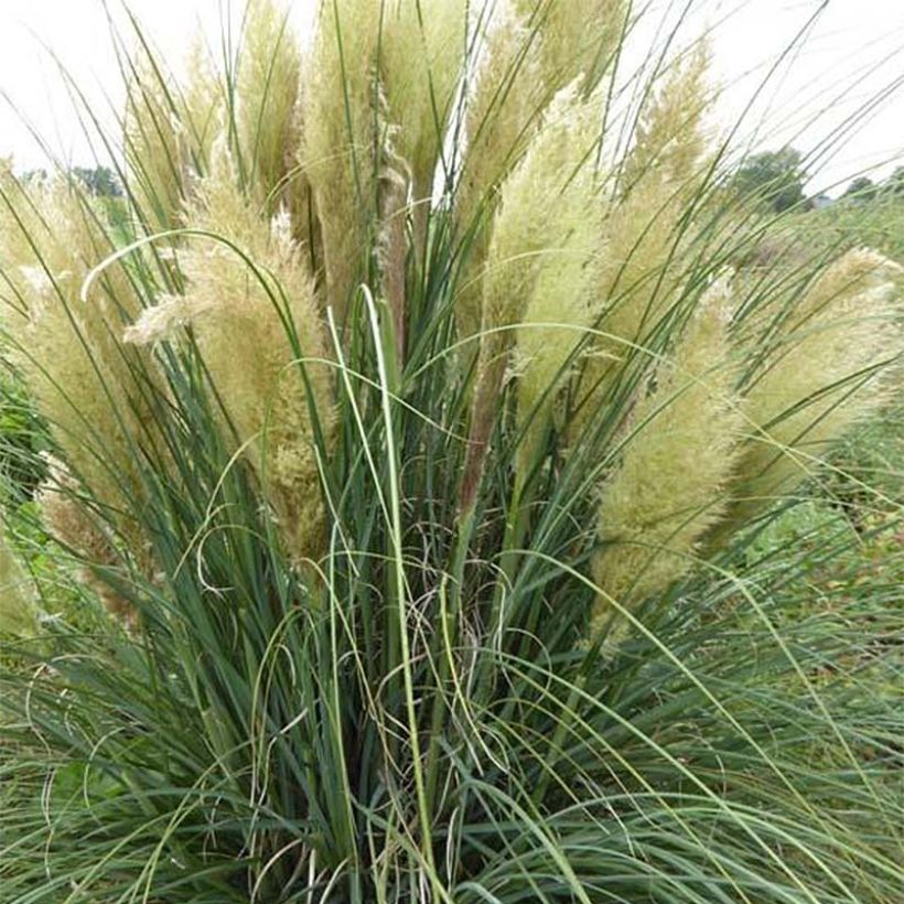 Cortaderia selloana Evita - Pampasgras (Blüte)