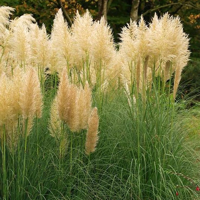 Cortaderia selloana Mini Pampas Gold - Pampasgras (Hafen)