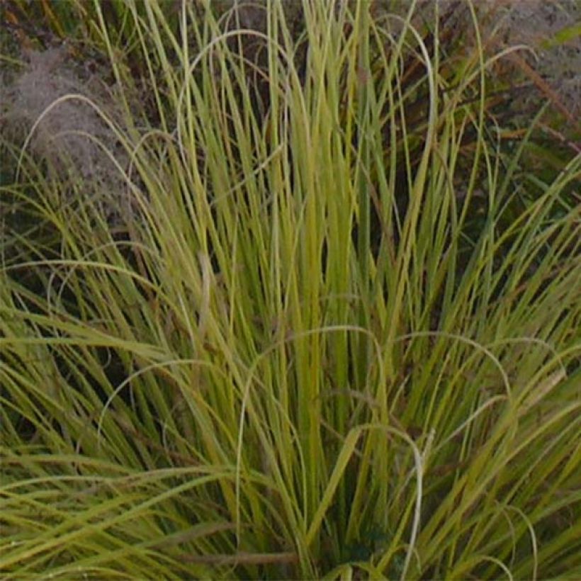 Cortaderia selloana Splendid Star - Pampasgras (Laub)