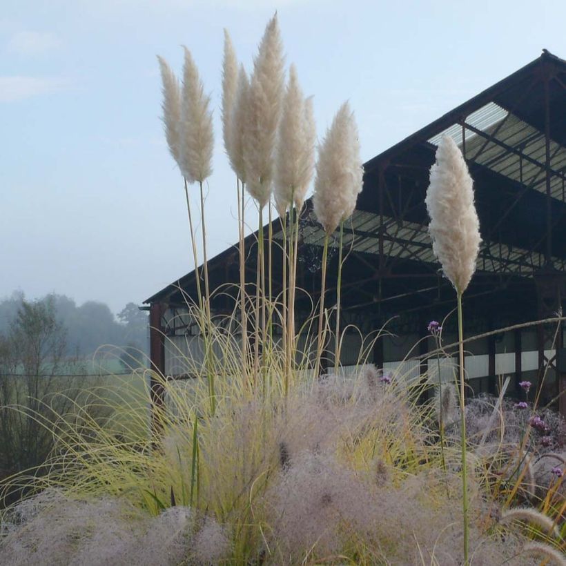 Cortaderia selloana Splendid Star - Pampasgras (Blüte)