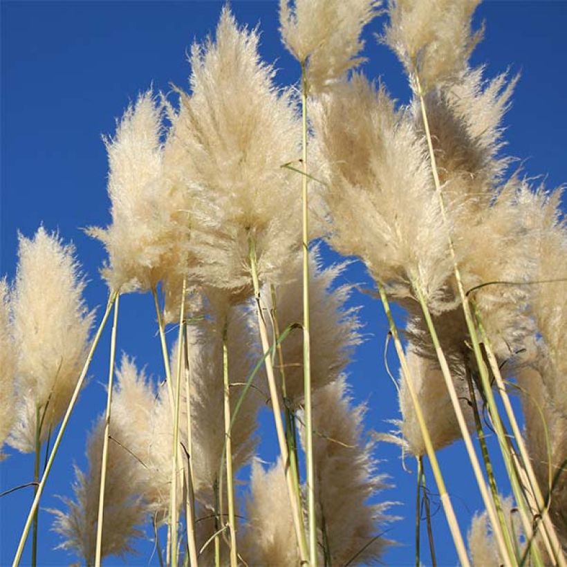 Cortaderia selloana Sunningdale Silver - Pampasgras (Blüte)