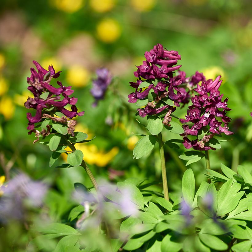 Corydalis solida Purple Bird - Gefingerter Lerchensporn (Hafen)