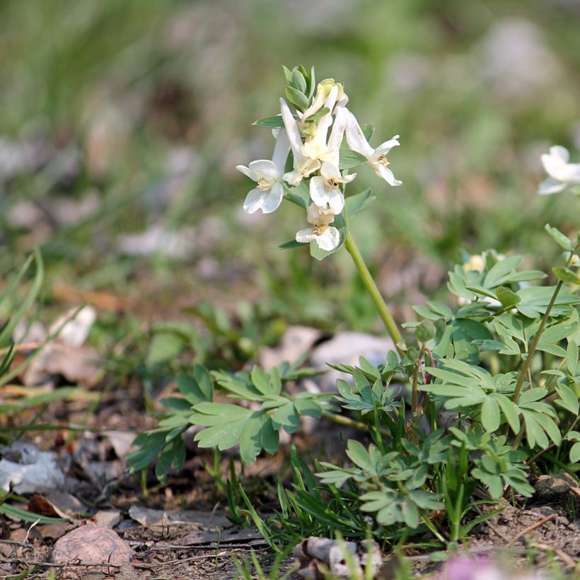 Corydalis solida White Swallow - Gefingerter Lerchensporn (Hafen)