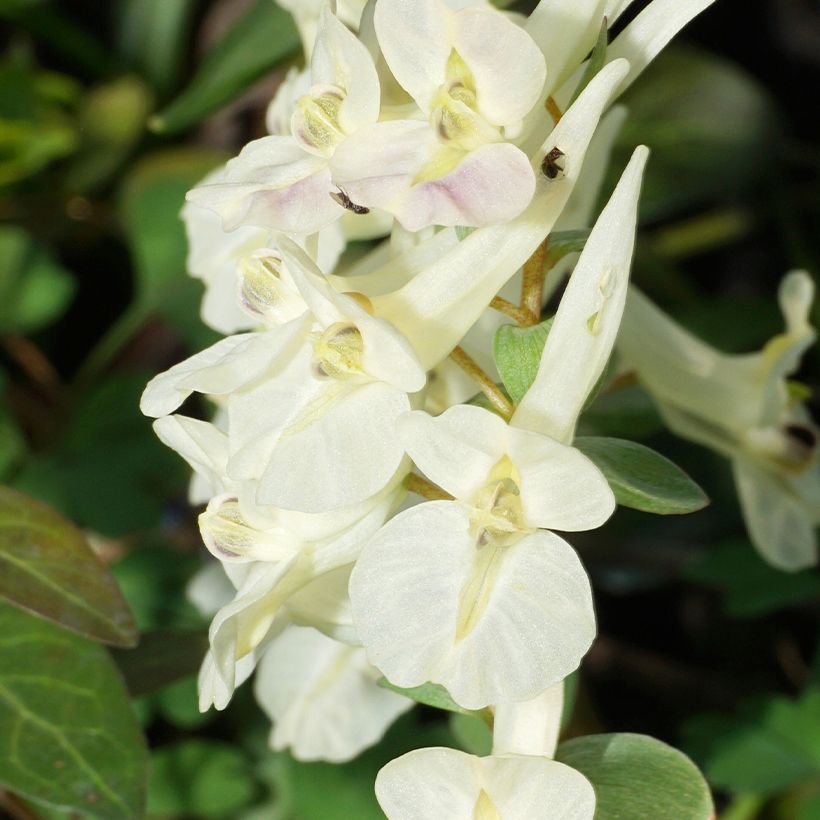 Corydalis solida White Swallow - Gefingerter Lerchensporn (Blüte)