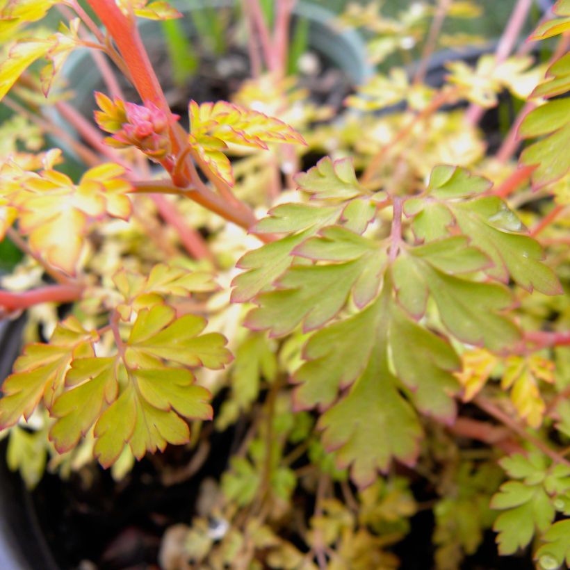 Corydalis Berry Exciting - Lerchensporn (Laub)