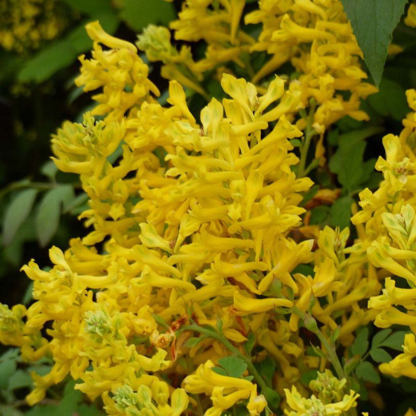 Corydalis Canary Feathers - Lerchensporn (Blüte)