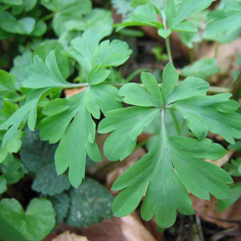 Corydalis solida Purple Bird - Gefingerter Lerchensporn (Laub)