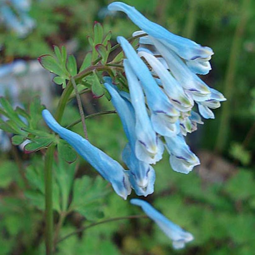 Corydalis flexuosa Blue Panda - Gebogener Lerchensporn (Blüte)