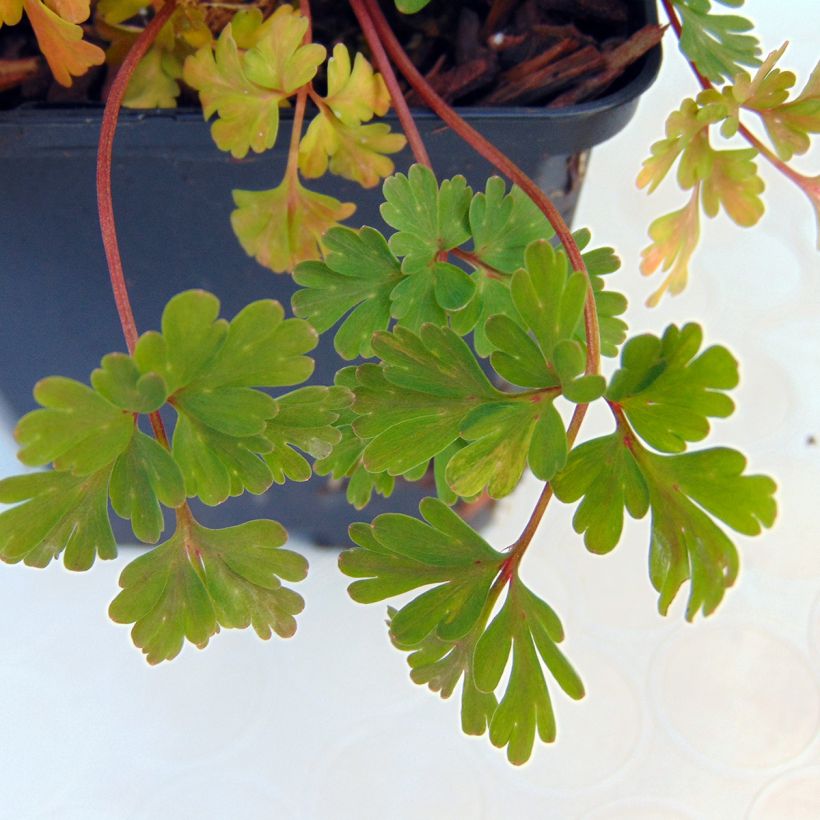 Corydalis flexuosa Blue Panda - Gebogener Lerchensporn (Laub)