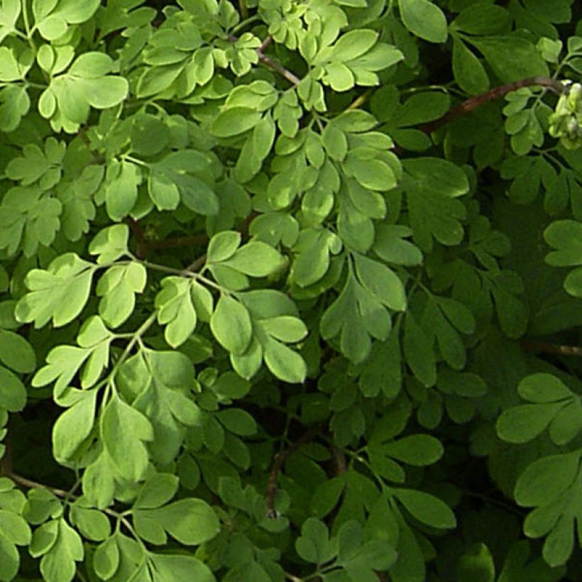 Corydalis lutea - Gelber Lerchensporn (Laub)