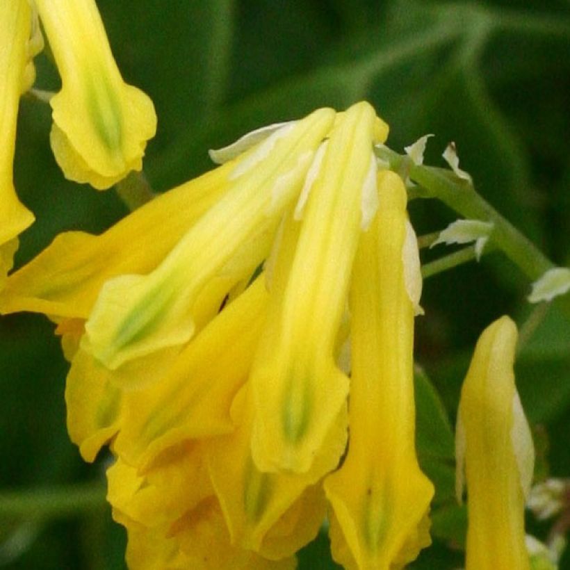 Corydalis lutea - Gelber Lerchensporn (Blüte)