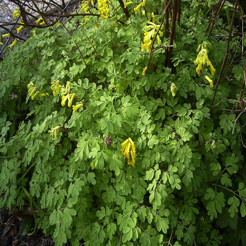 Corydalis lutea - Gelber Lerchensporn (Hafen)