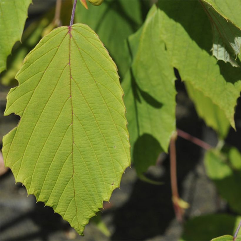 Corylopsis Spring Purple - Scheinhasel (Laub)