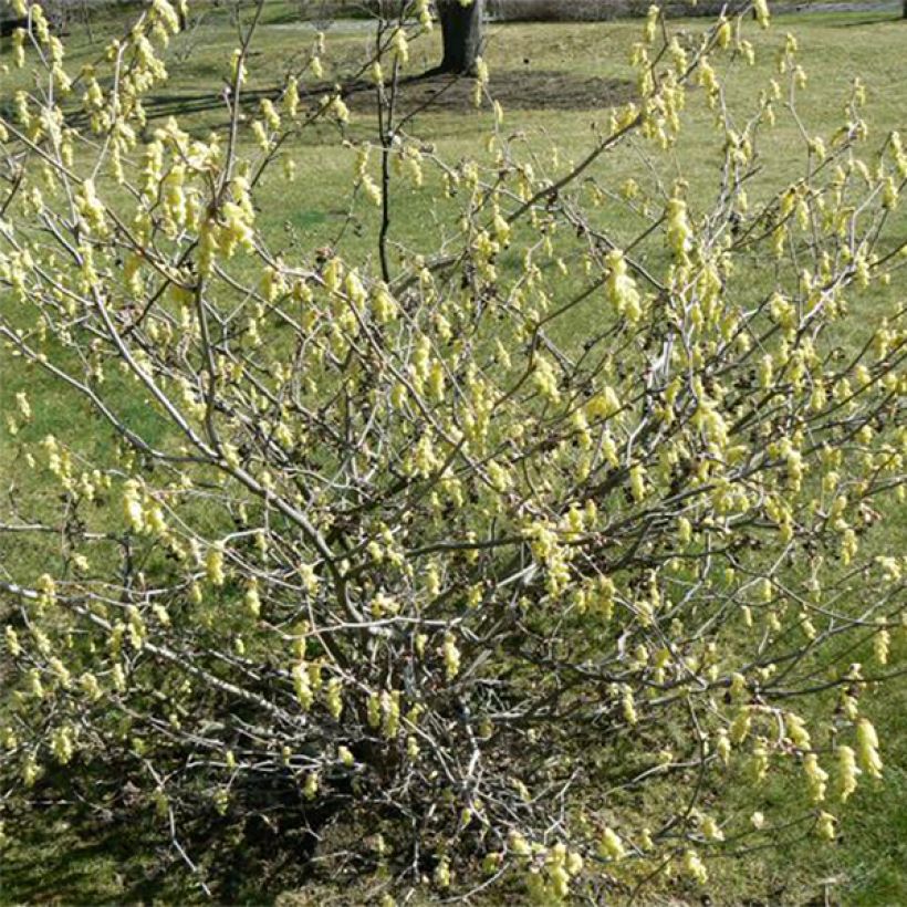 Corylopsis Spring Purple - Scheinhasel (Hafen)