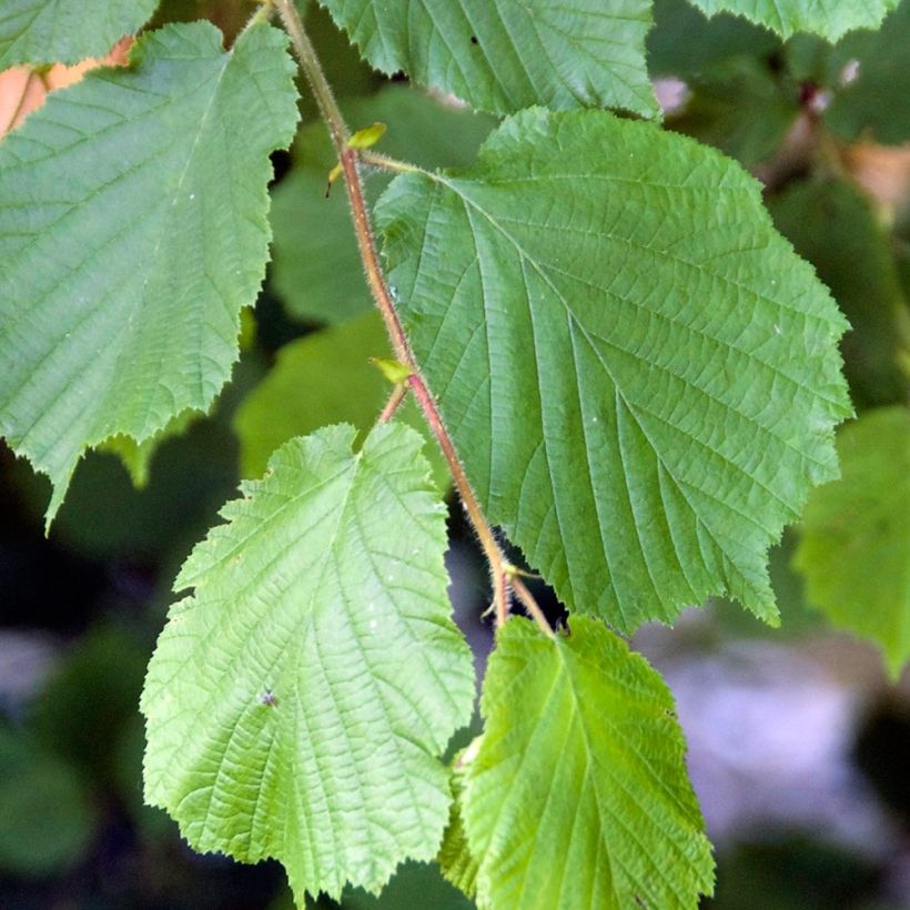 Haselnuss - Corylus avellana (Laub)