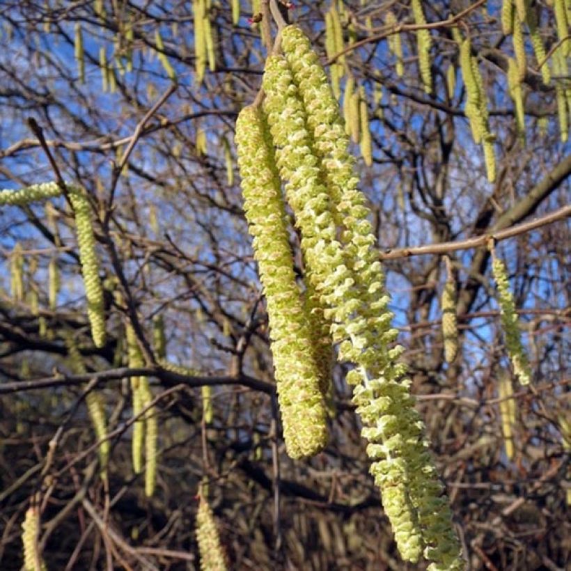 Haselnuss - Corylus avellana (Blüte)