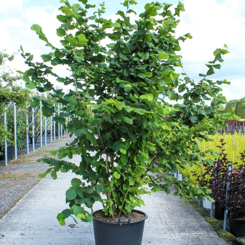 Exemplar von Haselnuss - Corylus avellana wie im Frühjahr geliefert