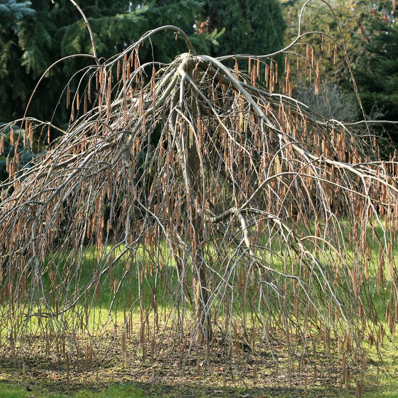 Haselnuss Pendula - Corylus avellana (Hafen)