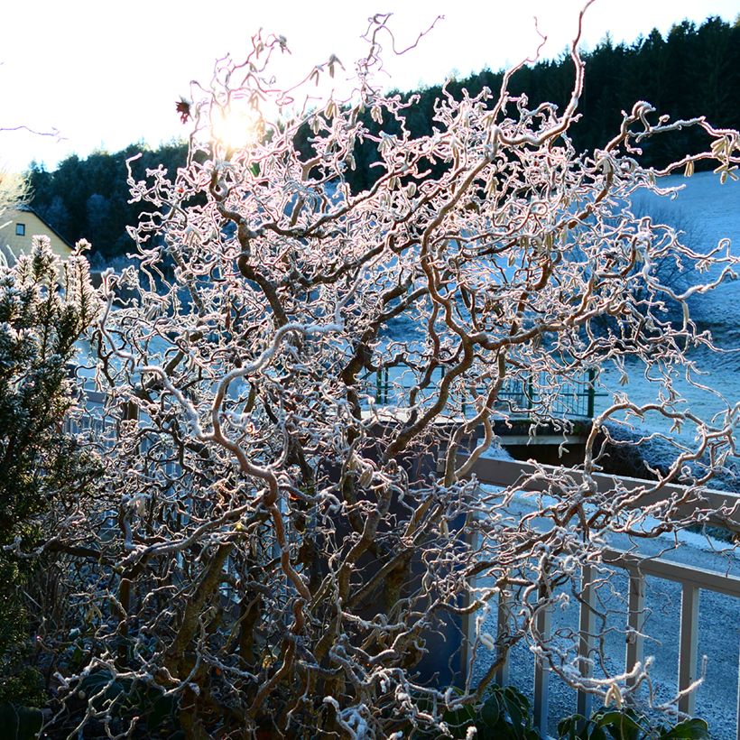 Haselnuss Medusa - Corylus avellana (Hafen)