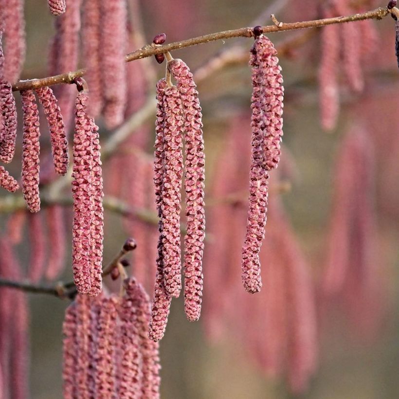 Roter Lambertshasel Purpurea - Corylus maxima (Blüte)