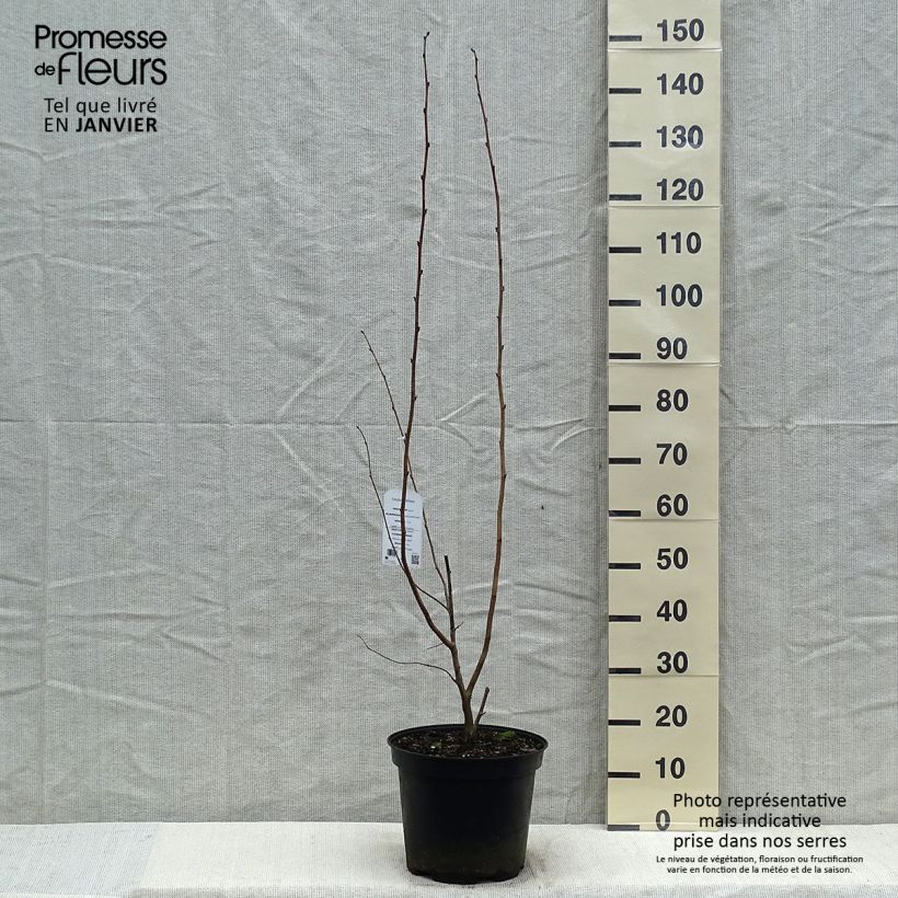 Exemplar von Roter Lambertshasel Purpurea - Corylus maxima wie im Winter geliefert